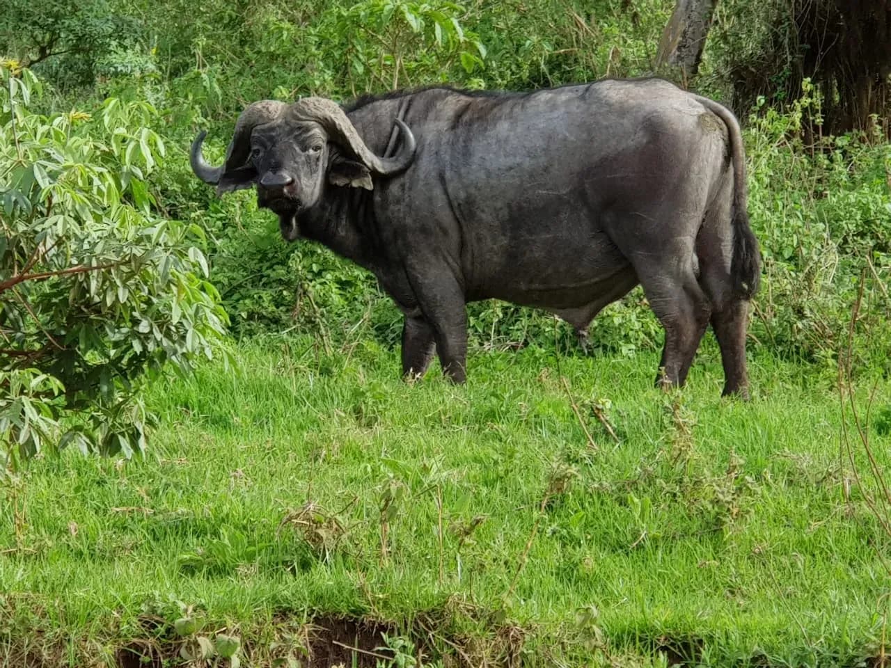 A cape buffalo standing in long grass at the edge of the forest.
