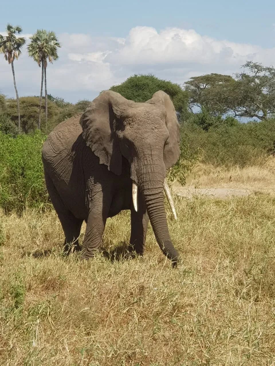 A bull elephant among the palms and baobabs of Tarangire.