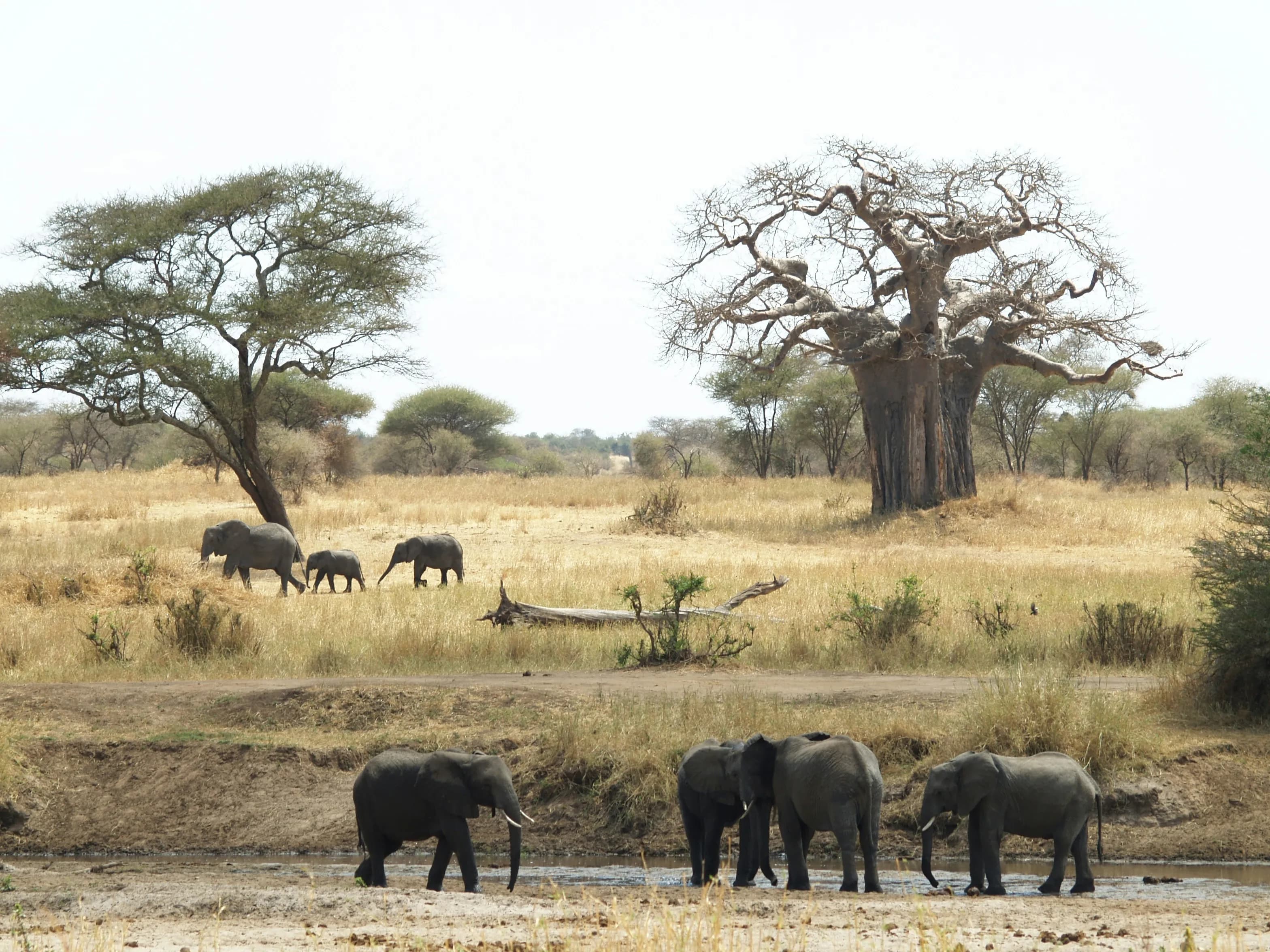 Elephants moving between baobab trees on dry open ground.