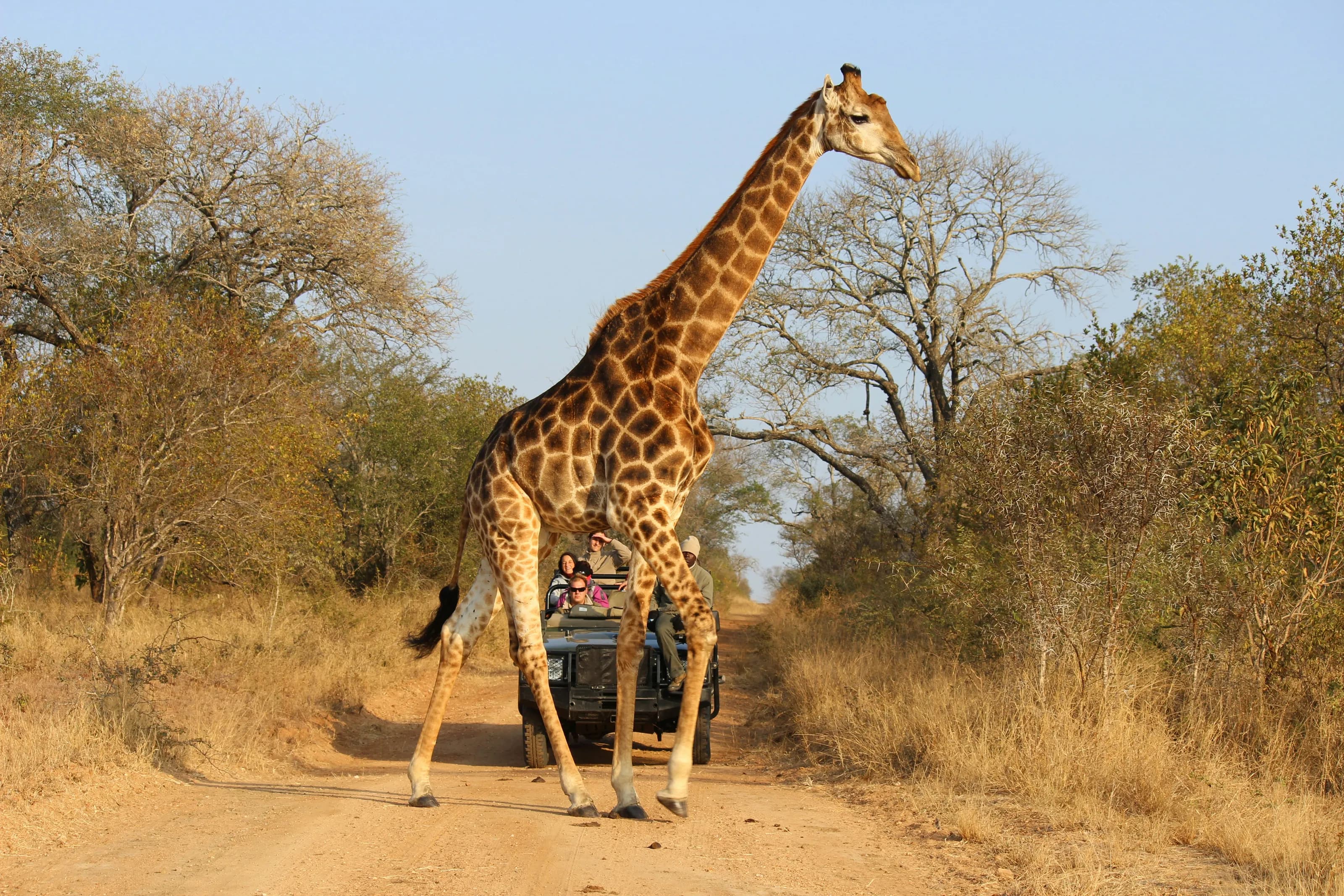 A giraffe crossing a track in front of a safari vehicle with guests aboard.