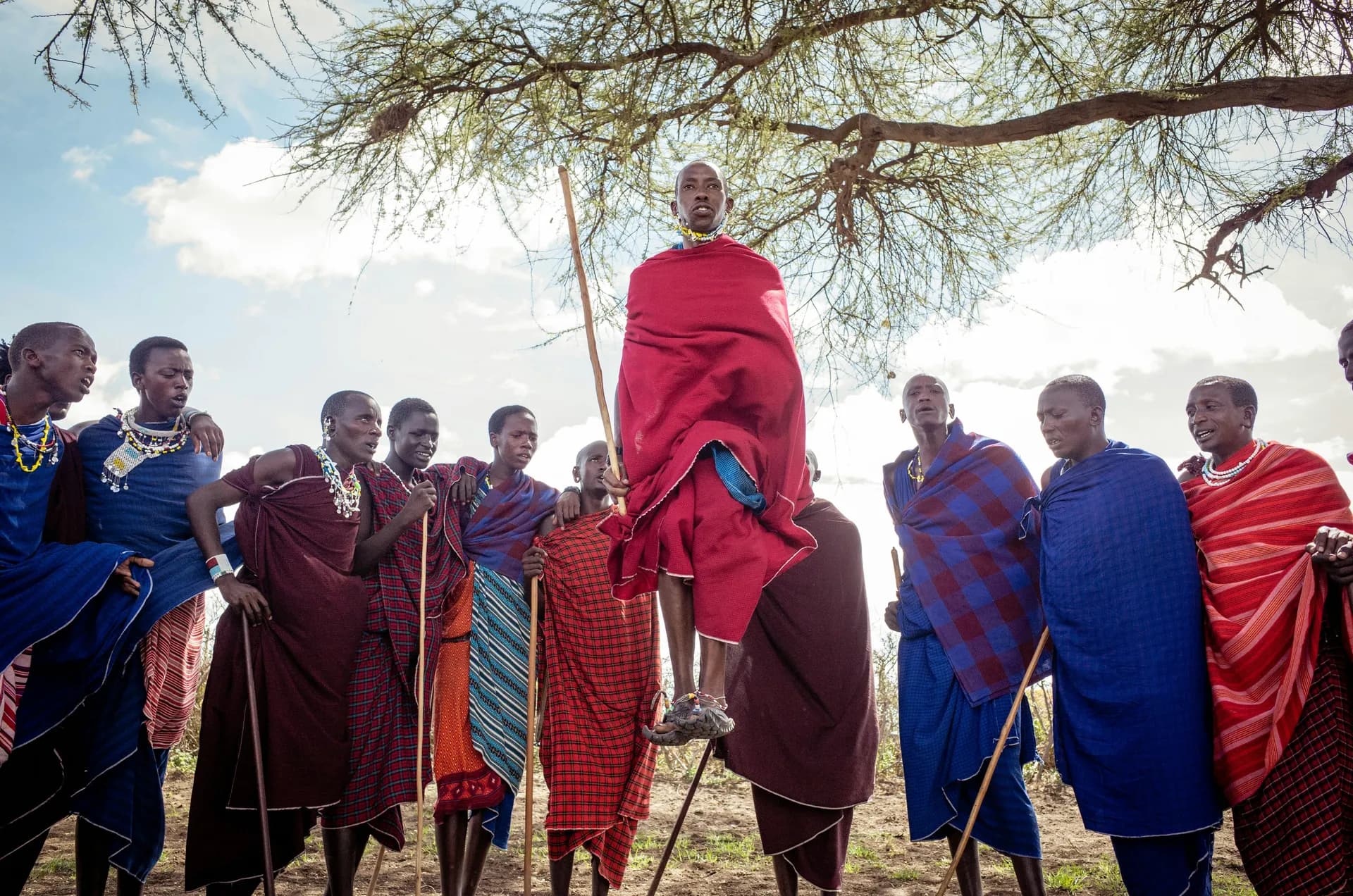 A Maasai man mid-jump in the adumu, surrounded by a standing group beneath an acacia.