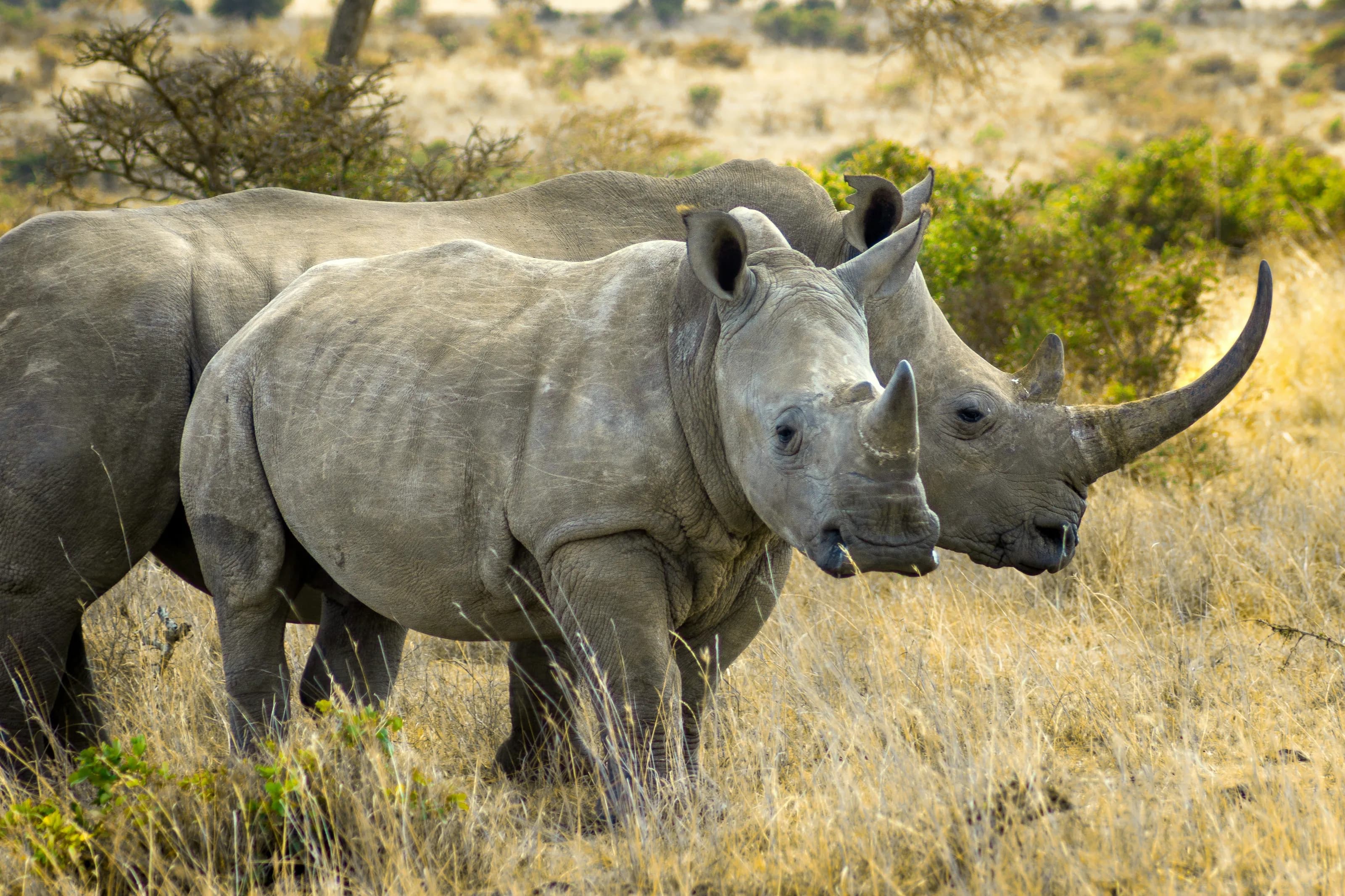 Two white rhinos standing together in dry grassland.