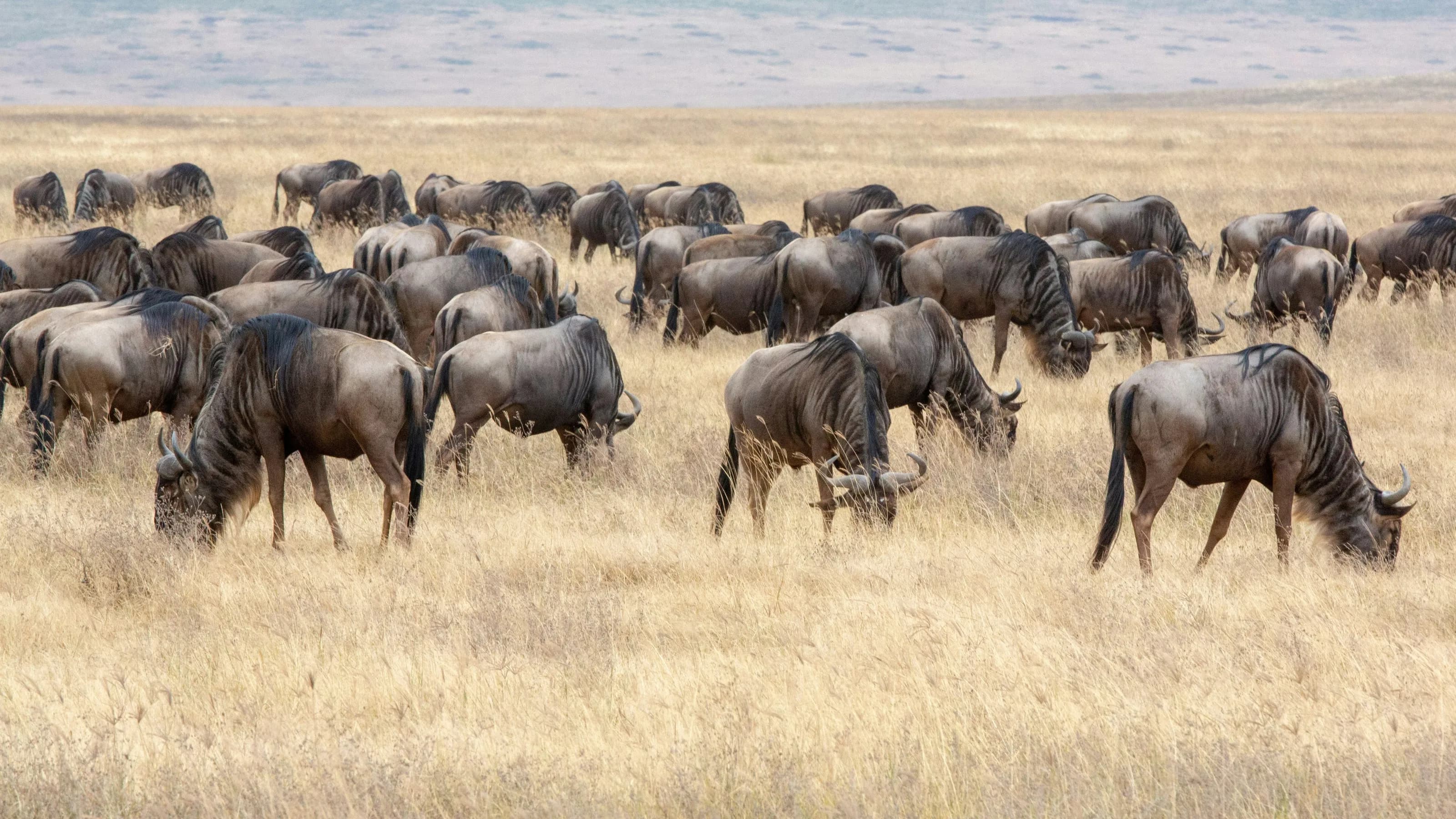 Wildebeest strung out across the plains during the annual migration.