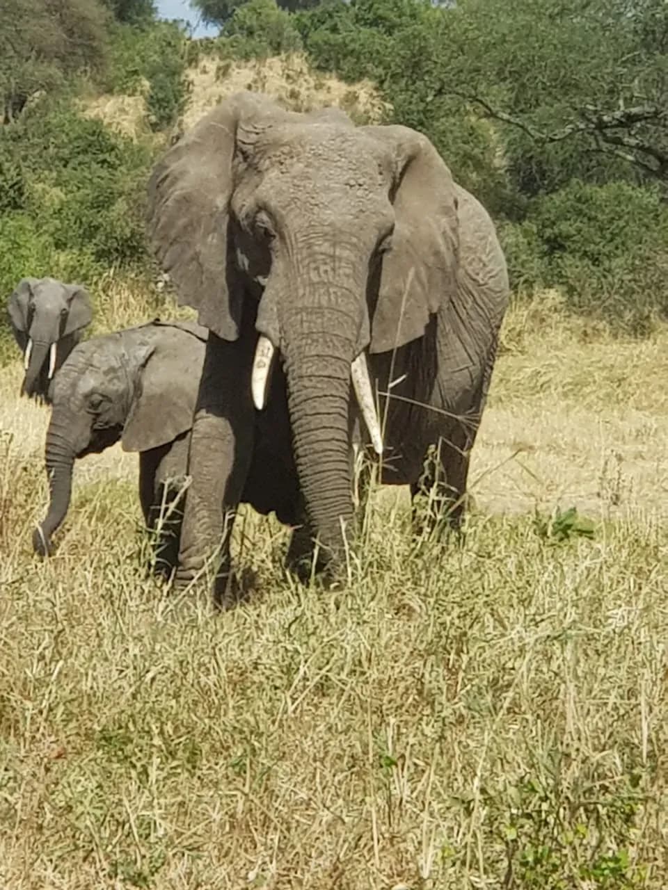 A mother elephant shielding her calf in the long grass.
