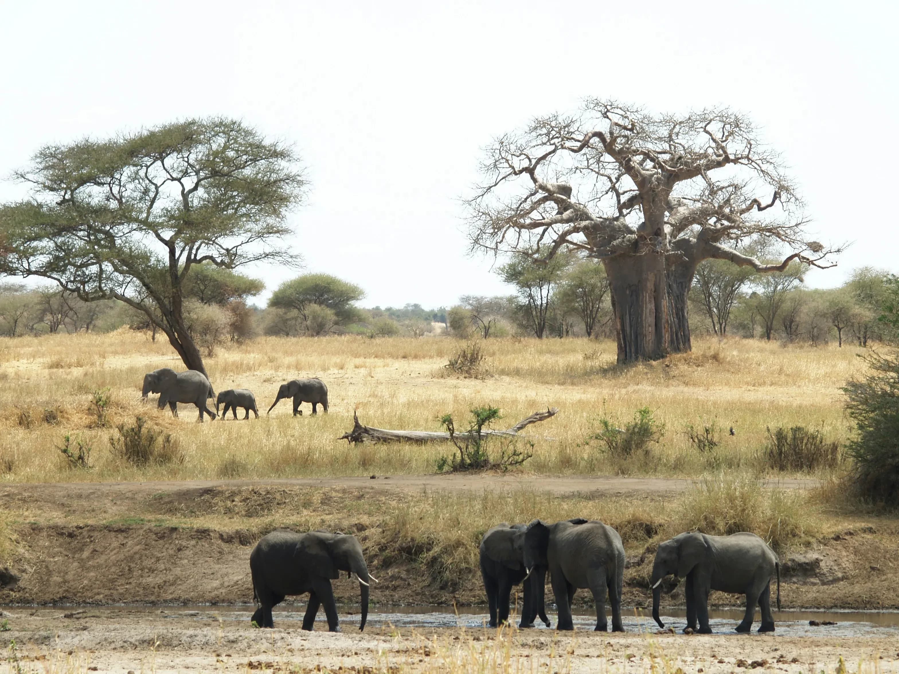Tarangire, Manyara & Ngorongoro Short Escape