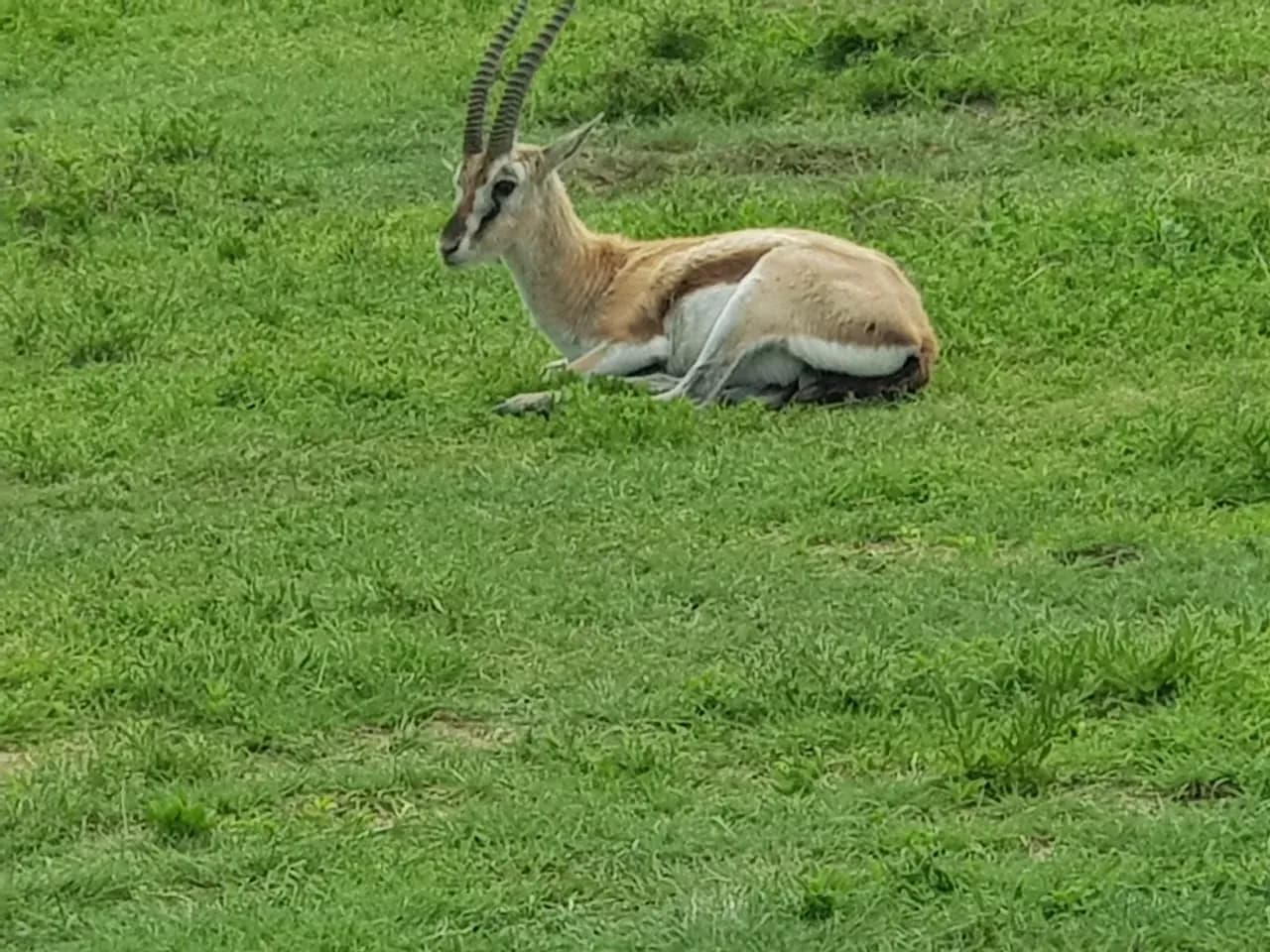 A Thomson's gazelle resting on the short-grass plains.