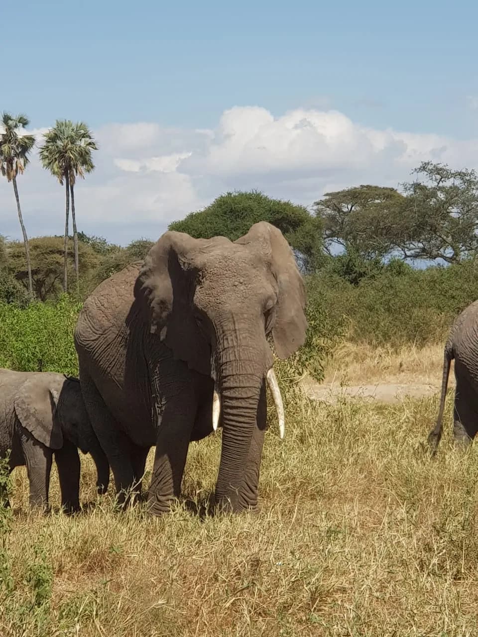 An elephant herd with a calf in Tarangire National Park.