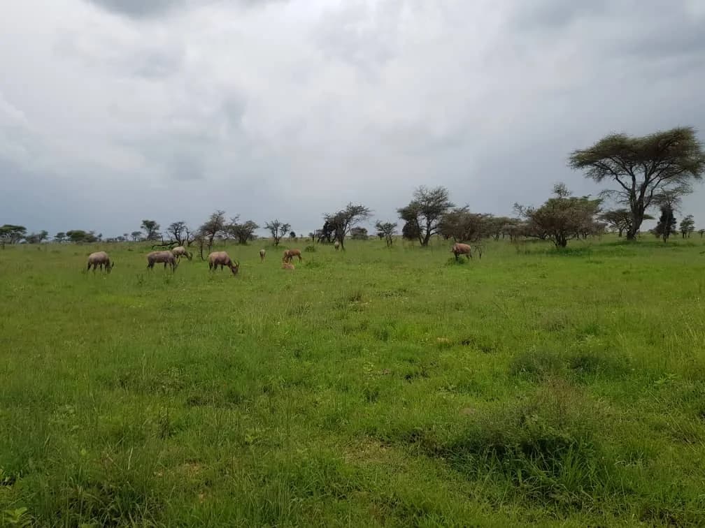 Maguca Tanzania safari journey — Serengeti, Ngorongoro and the northern circuit