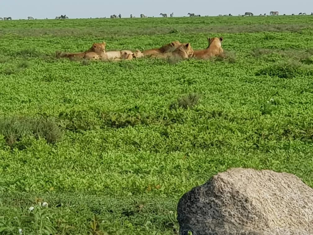 Maguca Tanzania safari journey — Serengeti, Ngorongoro and the northern circuit