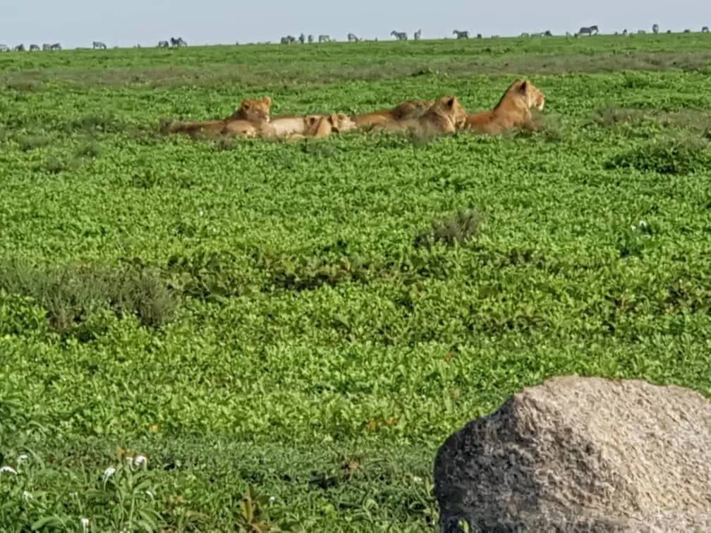 Maguca Tanzania safari journey — Serengeti, Ngorongoro and the northern circuit