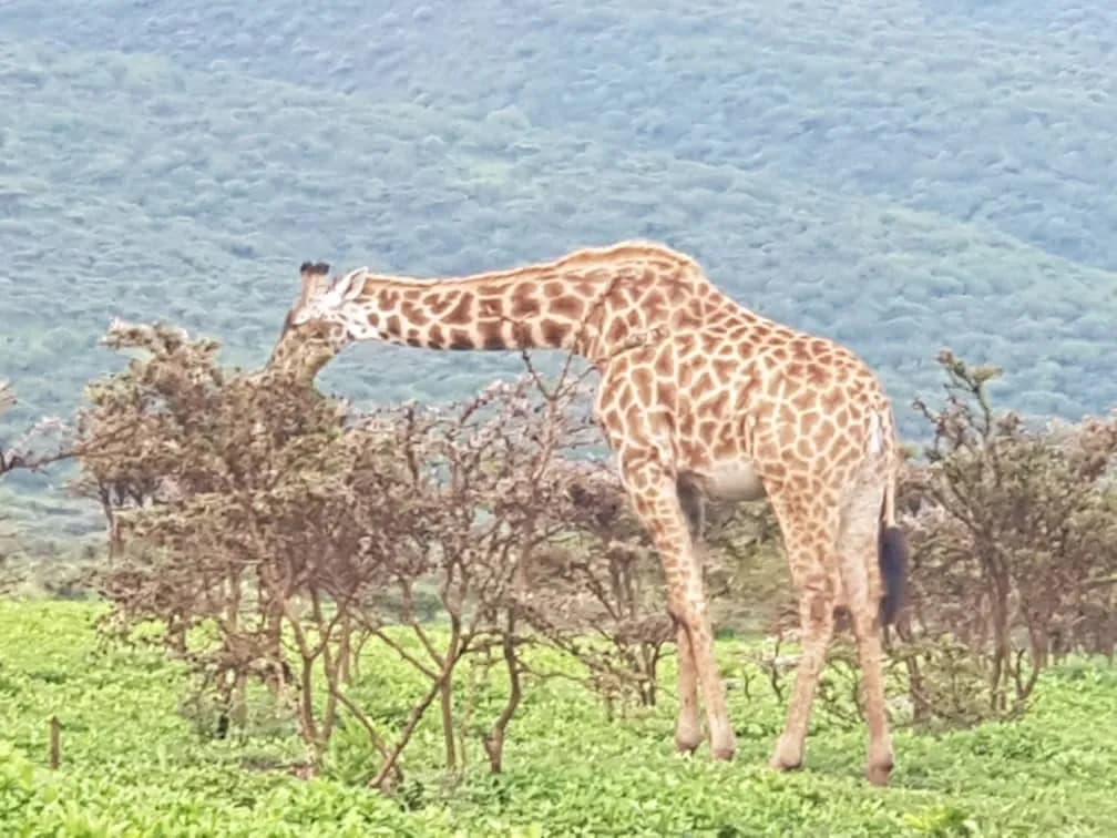 Maguca Tanzania safari journey — Serengeti, Ngorongoro and the northern circuit