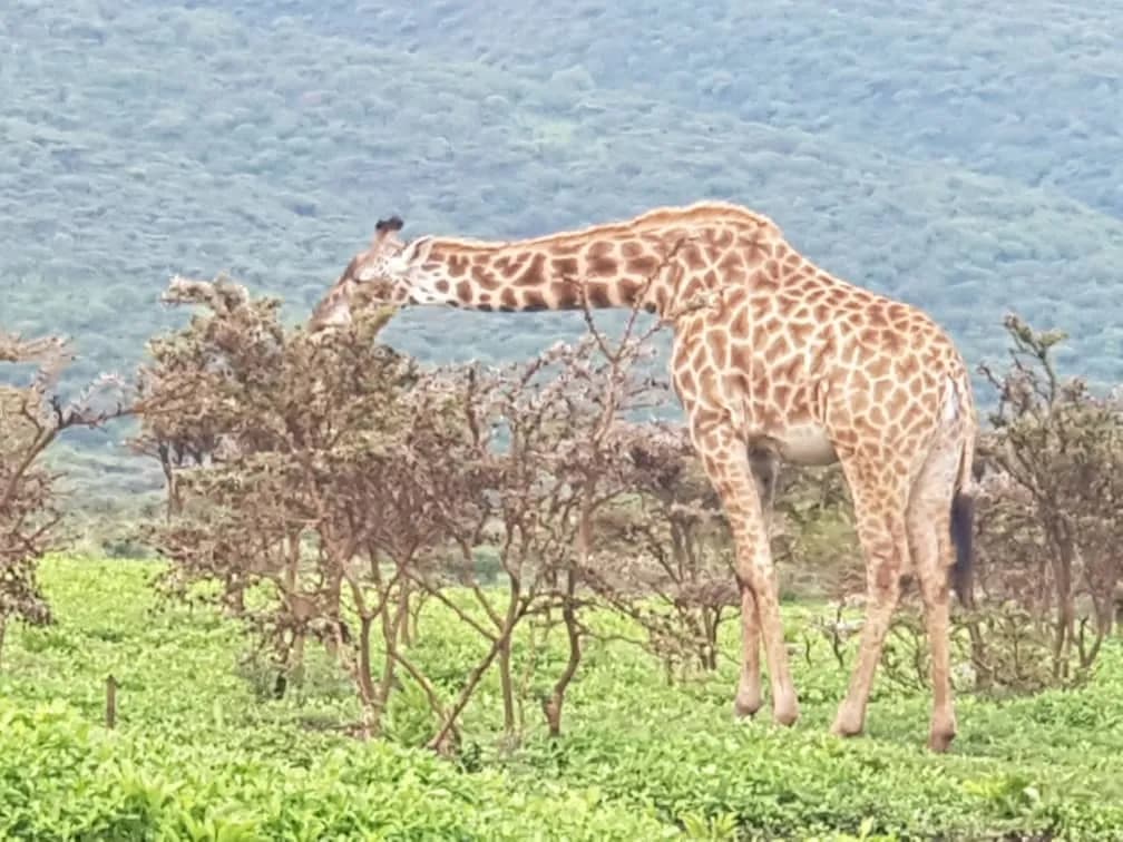 Maguca Tanzania safari journey — Serengeti, Ngorongoro and the northern circuit