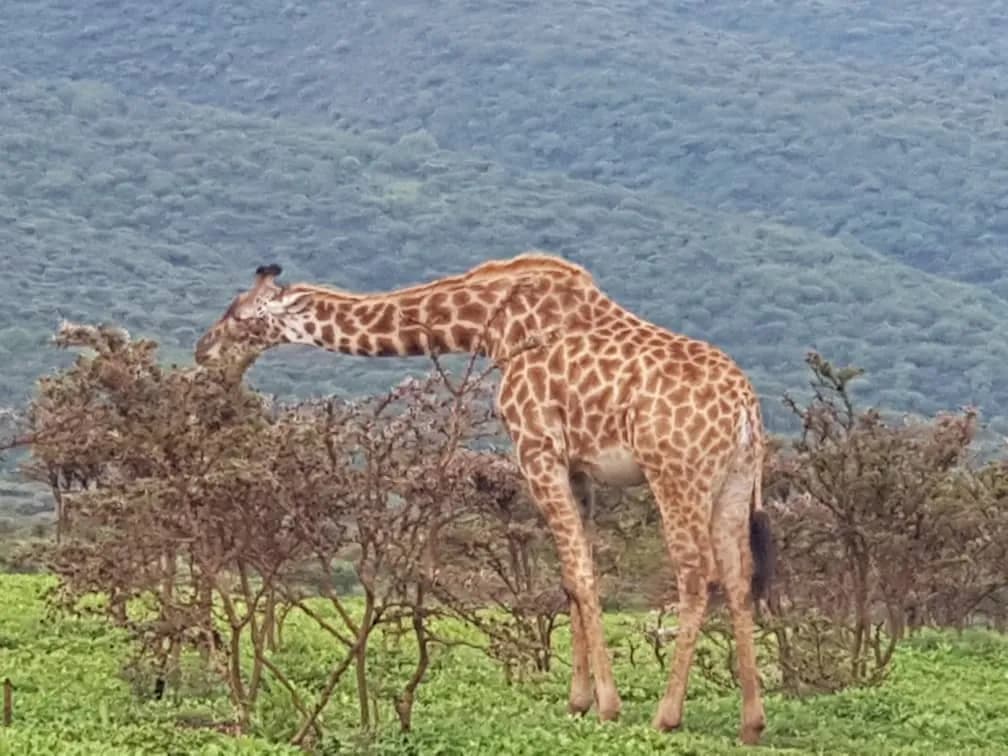 Maguca Tanzania safari journey — Serengeti, Ngorongoro and the northern circuit