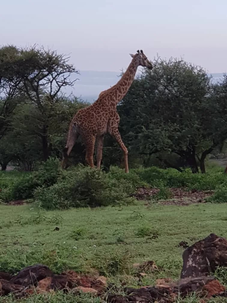 Maguca Tanzania safari journey — Serengeti, Ngorongoro and the northern circuit