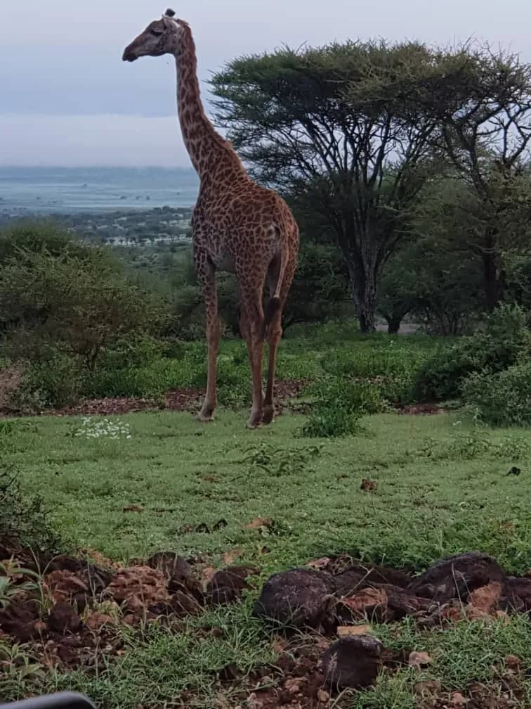 Maguca Tanzania safari journey — Serengeti, Ngorongoro and the northern circuit