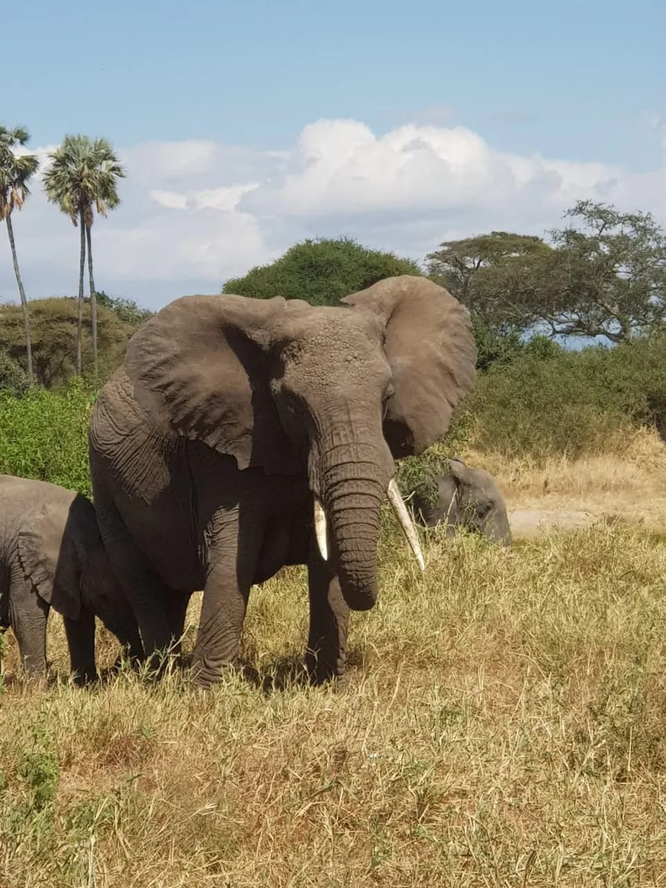 Maguca Tanzania safari journey — Serengeti, Ngorongoro and the northern circuit