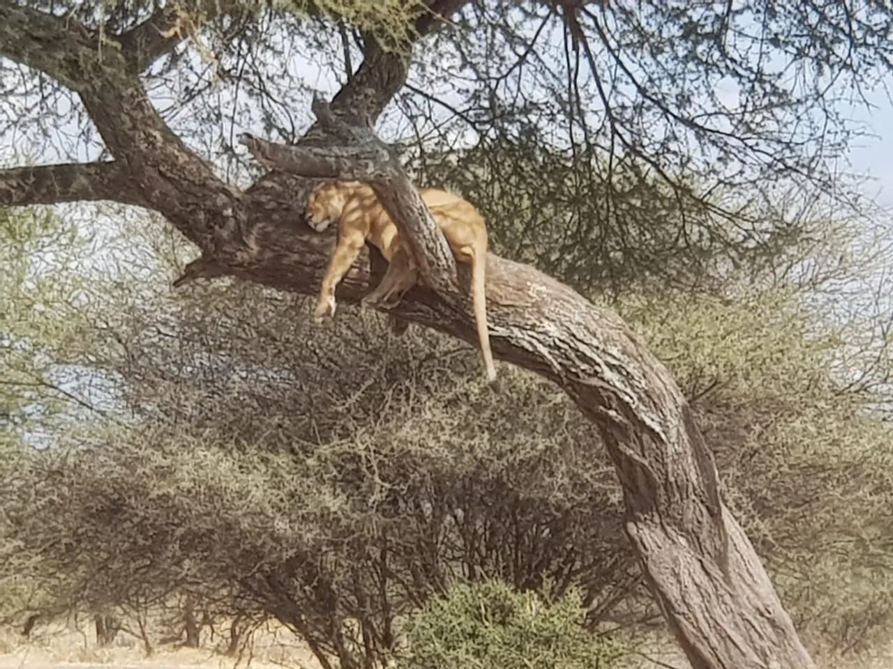 Maguca Tanzania safari journey — Serengeti, Ngorongoro and the northern circuit