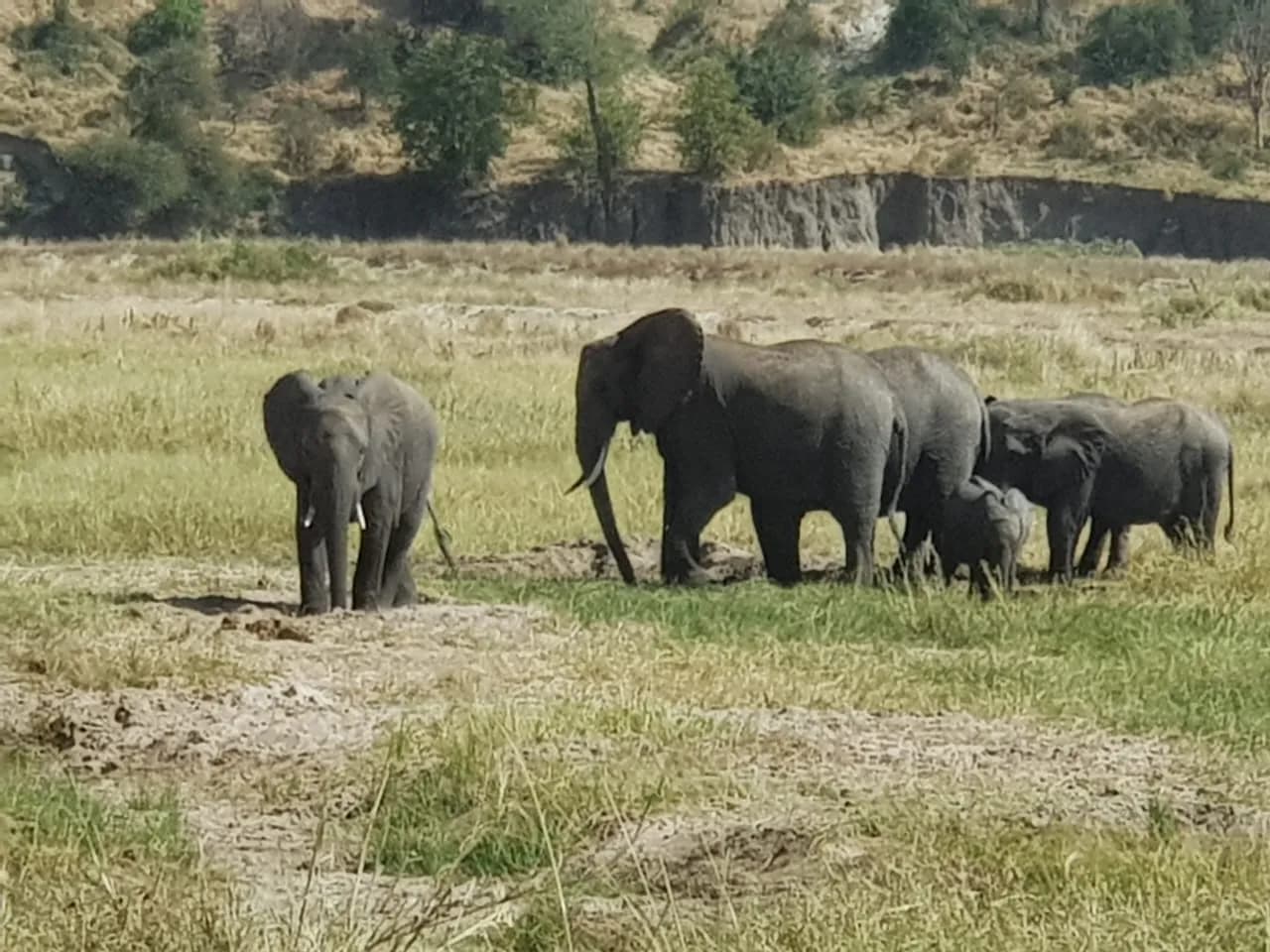 Maguca Tanzania safari journey — Serengeti, Ngorongoro and the northern circuit