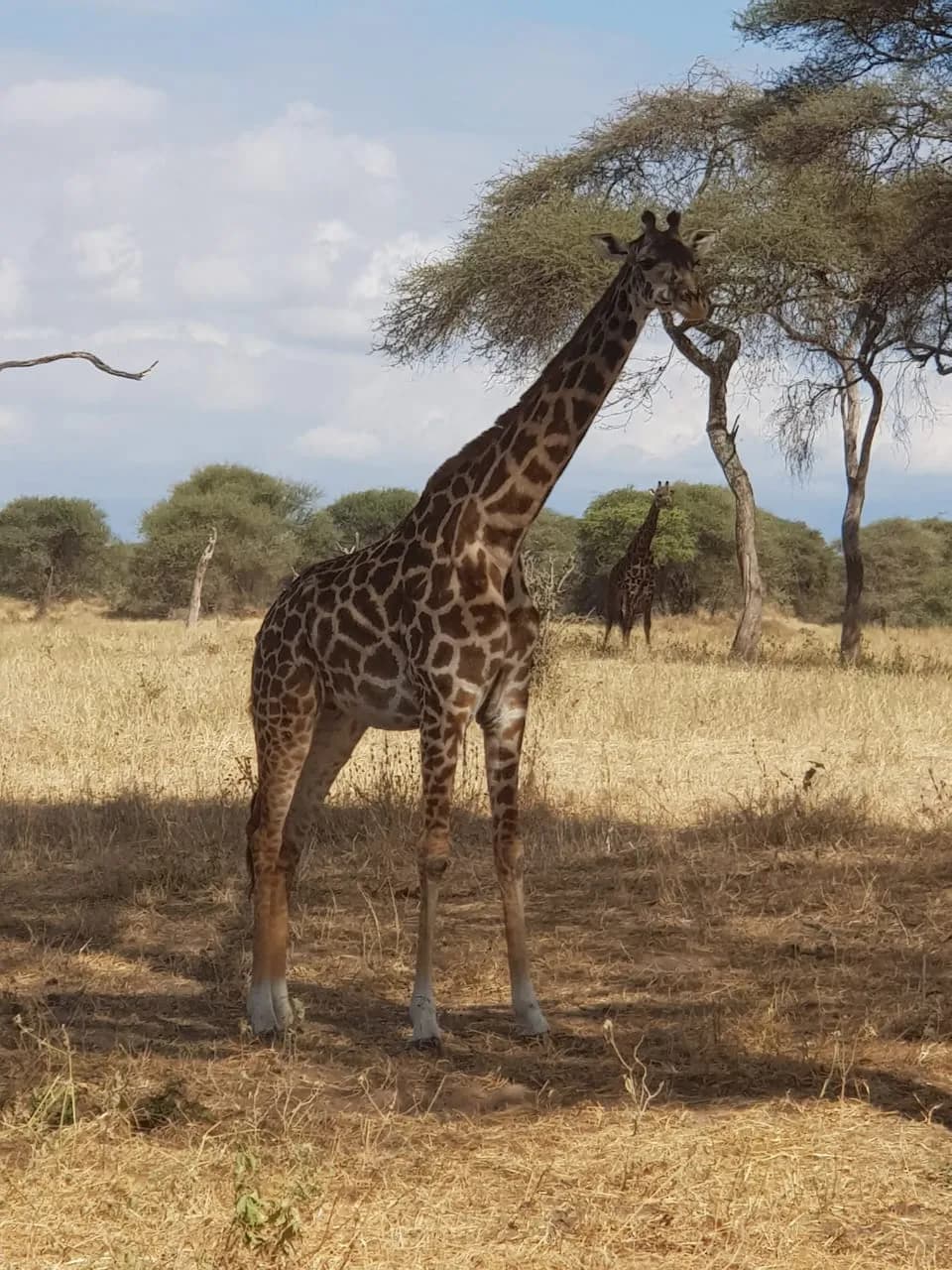 Maguca Tanzania safari journey — Serengeti, Ngorongoro and the northern circuit