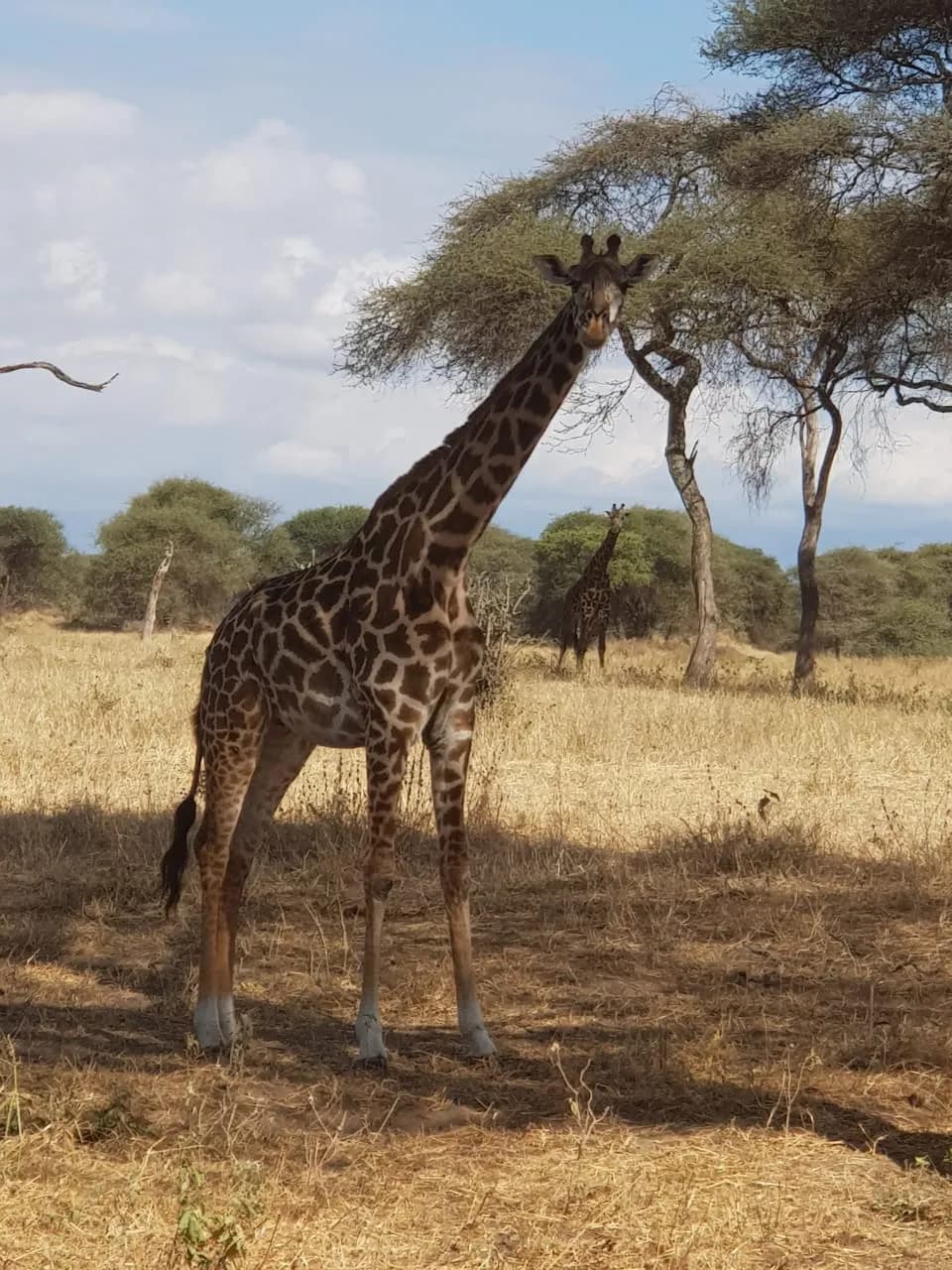 Maguca Tanzania safari journey — Serengeti, Ngorongoro and the northern circuit
