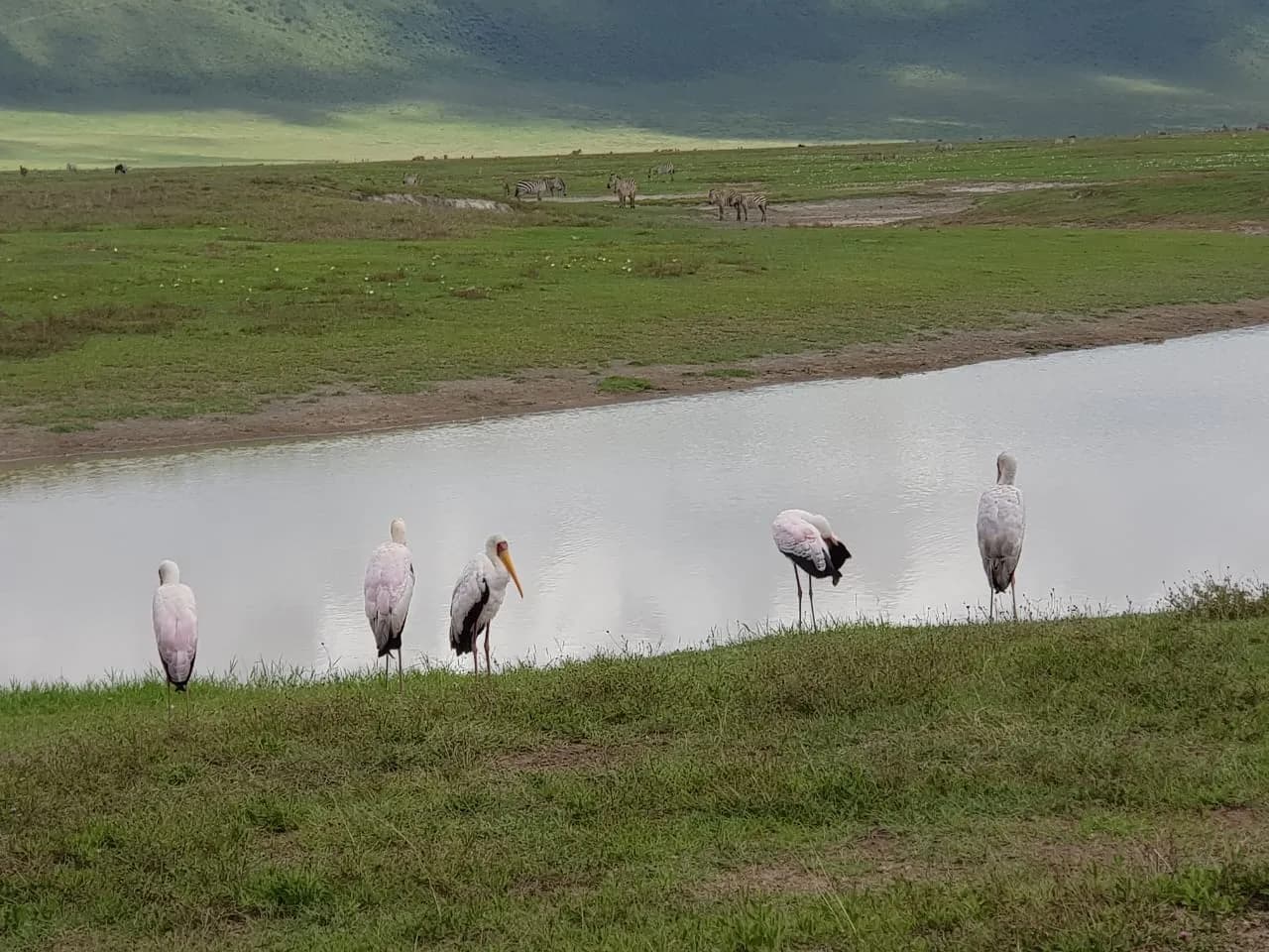 Maguca Tanzania safari journey — Serengeti, Ngorongoro and the northern circuit