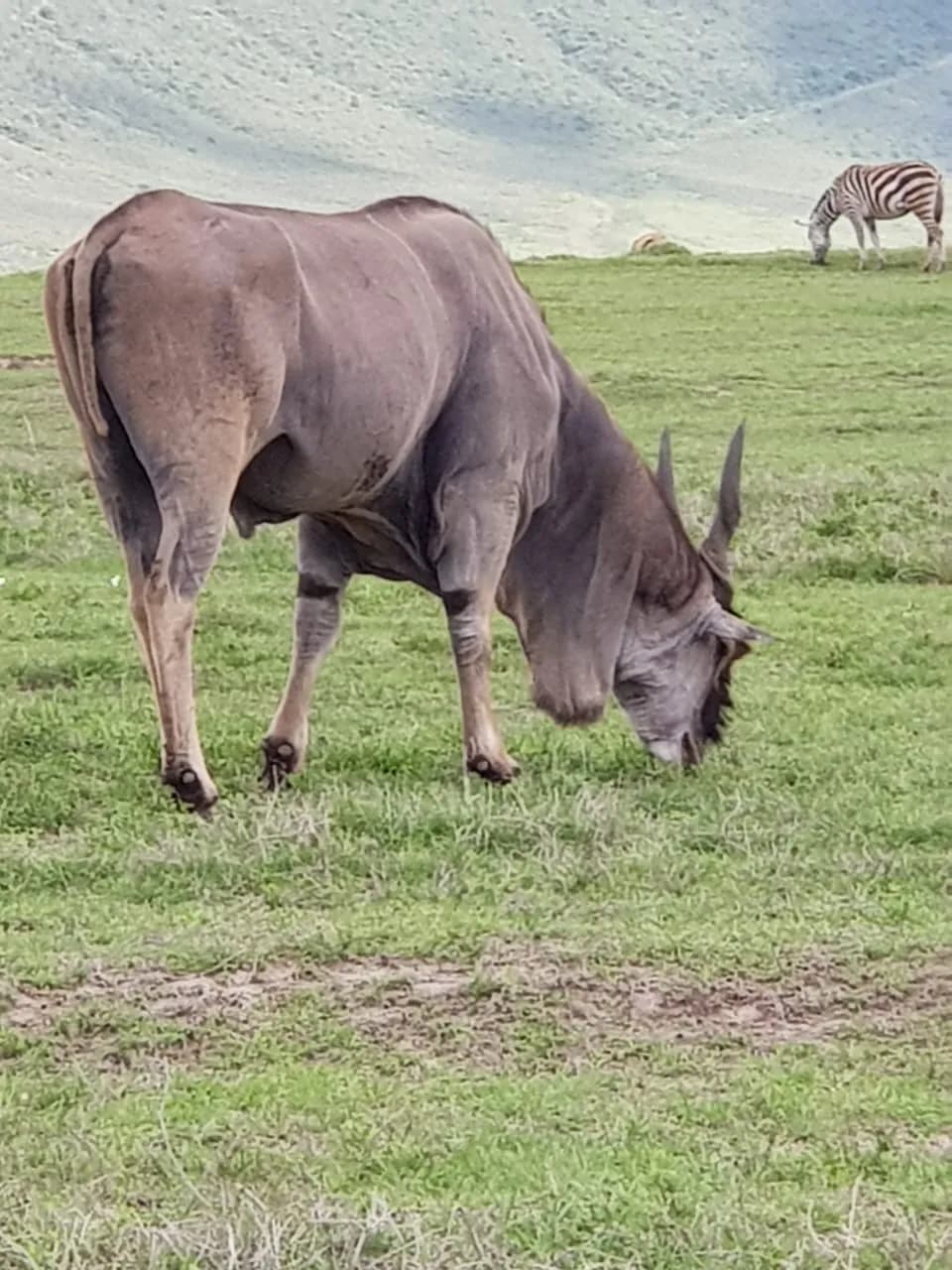 Maguca Tanzania safari journey — Serengeti, Ngorongoro and the northern circuit