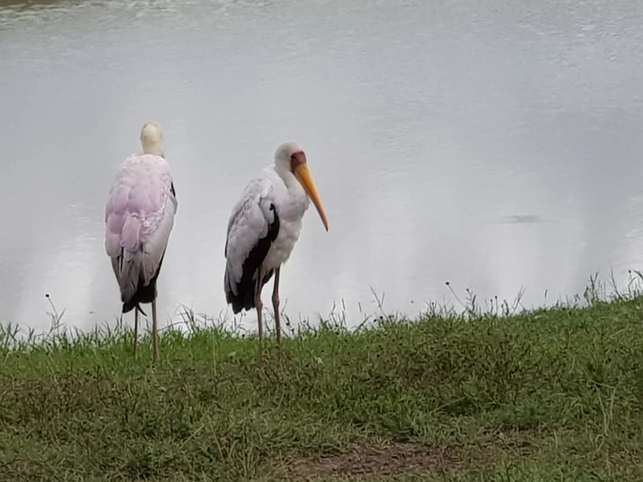 Maguca Tanzania safari journey — Serengeti, Ngorongoro and the northern circuit