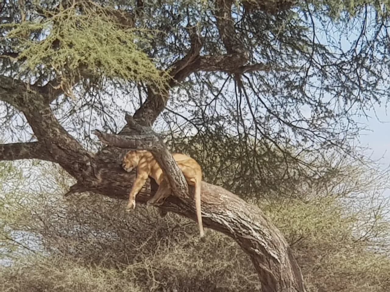 A tree-climbing lioness at Lake Manyara.
