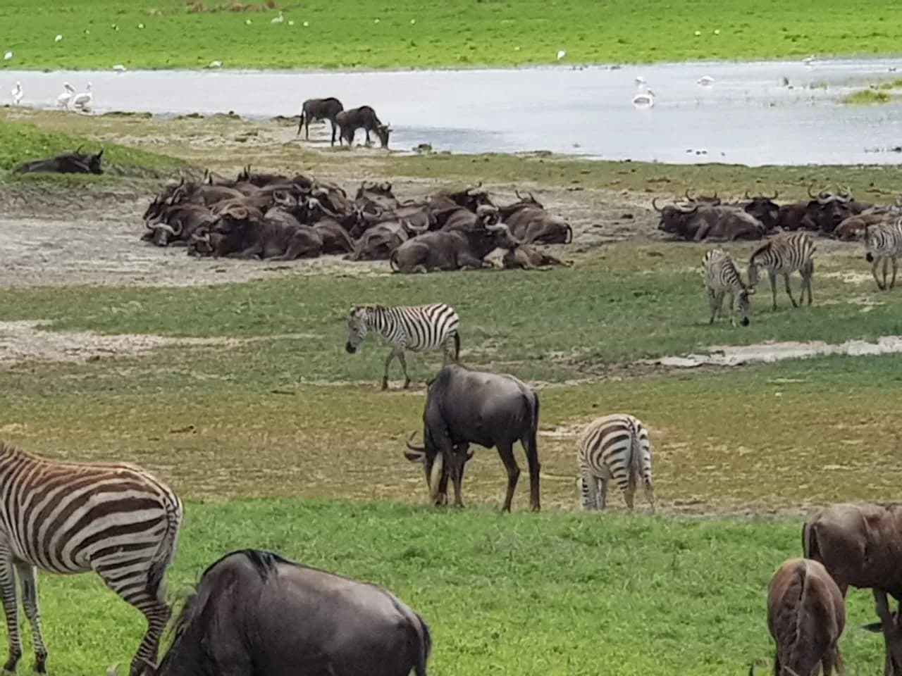 Wildebeest zebra great migration serengeti
