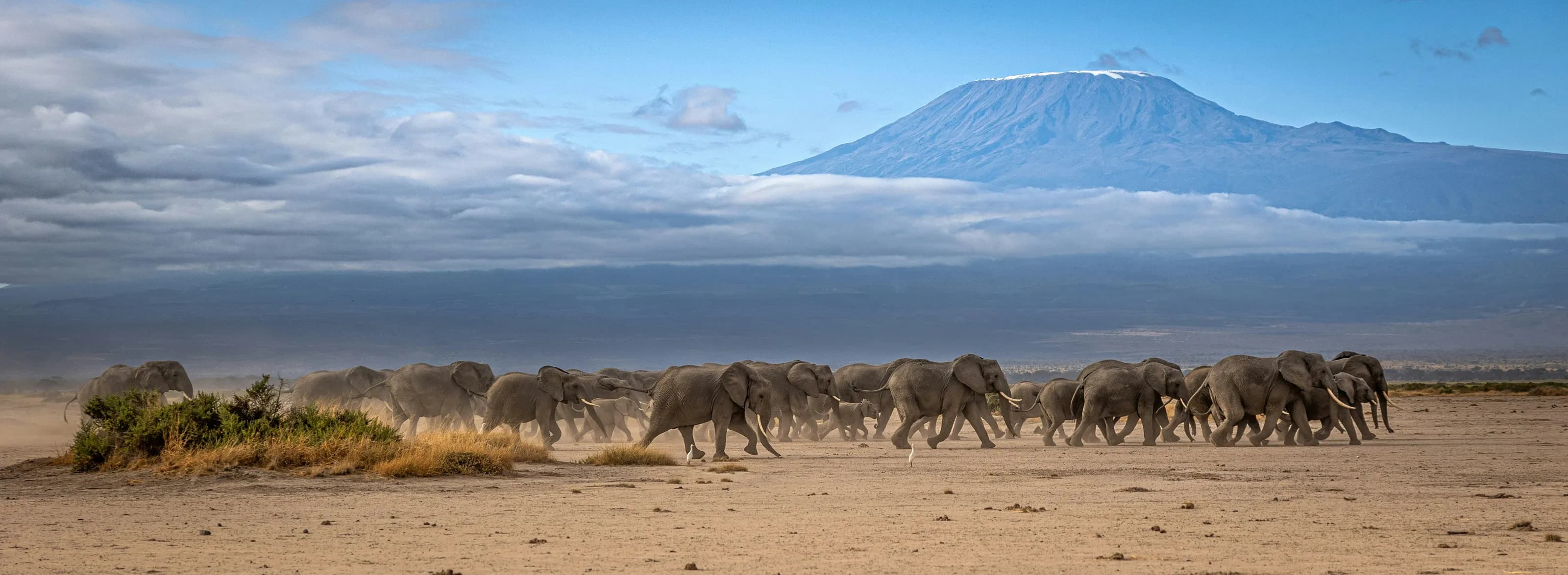 The snow-capped peak of Kilimanjaro rising beyond the plains.